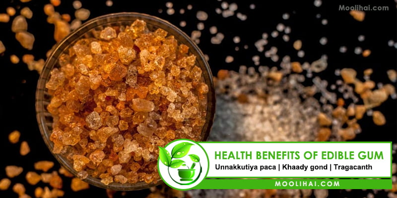 emerging-health-benefits-of-edible-gum-gondh-katira-tragacanth-gum