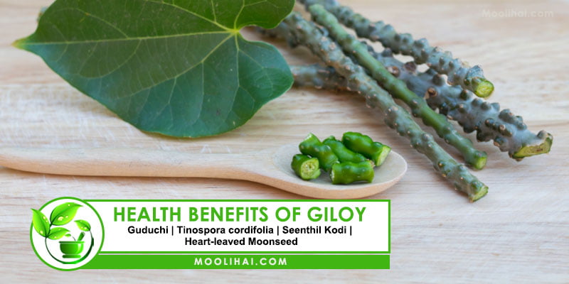 Health Benefits of Giloy | The Ayurvedic Root of Immortality - Moolihai