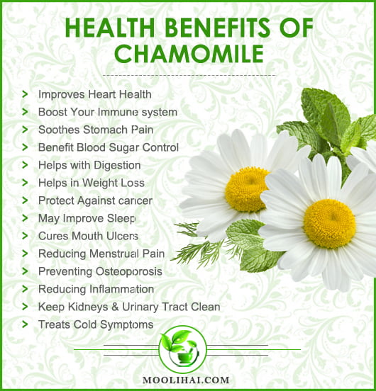 Incredible Health Benefits Of Chamomile For Hair Skin Health Moolihai