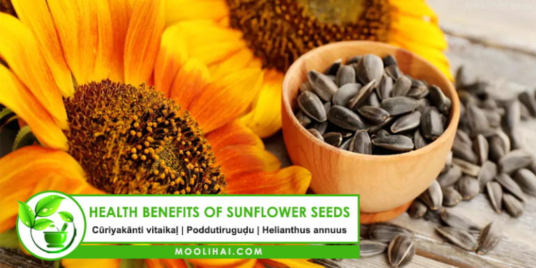 Sunflower Seeds: Health Benefits, Nutrition Facts & Uses | Moolihai.com