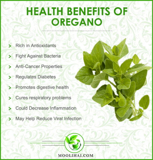 ScienceBased Health Benefits of Oregano Origanum Vulgare Moolihai