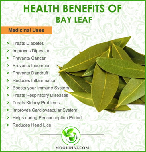 Health Benefits Medicinal Uses Of Bay Leaf 510x531 