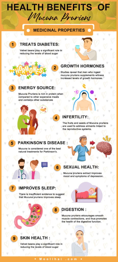 Benefits & Uses of Mucuna Pruriens - Moolihai.com