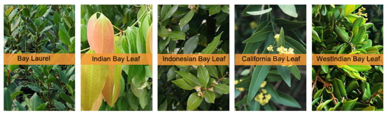 Health Benefits & Medicinal Uses of Bay Leaves - moolihai.com